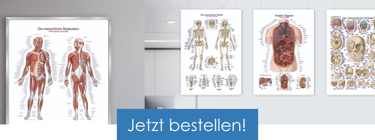ERLER-ZIMMER Lehrtafeln, Schautafeln, Poster